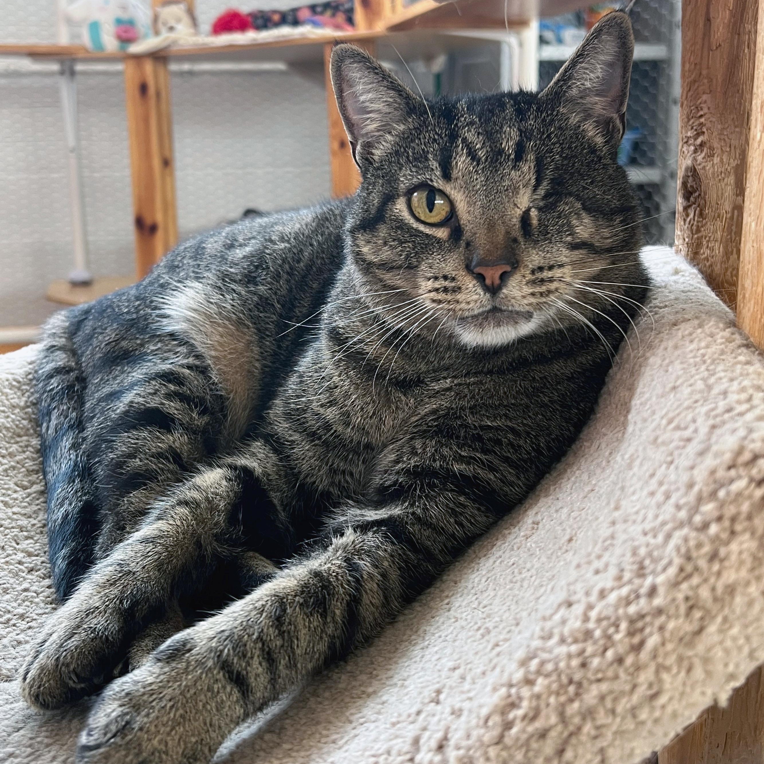Enlarge One-Eyed Jack, a Adoptable Domestic Short Hair in St. Louis, MO image 3/5
