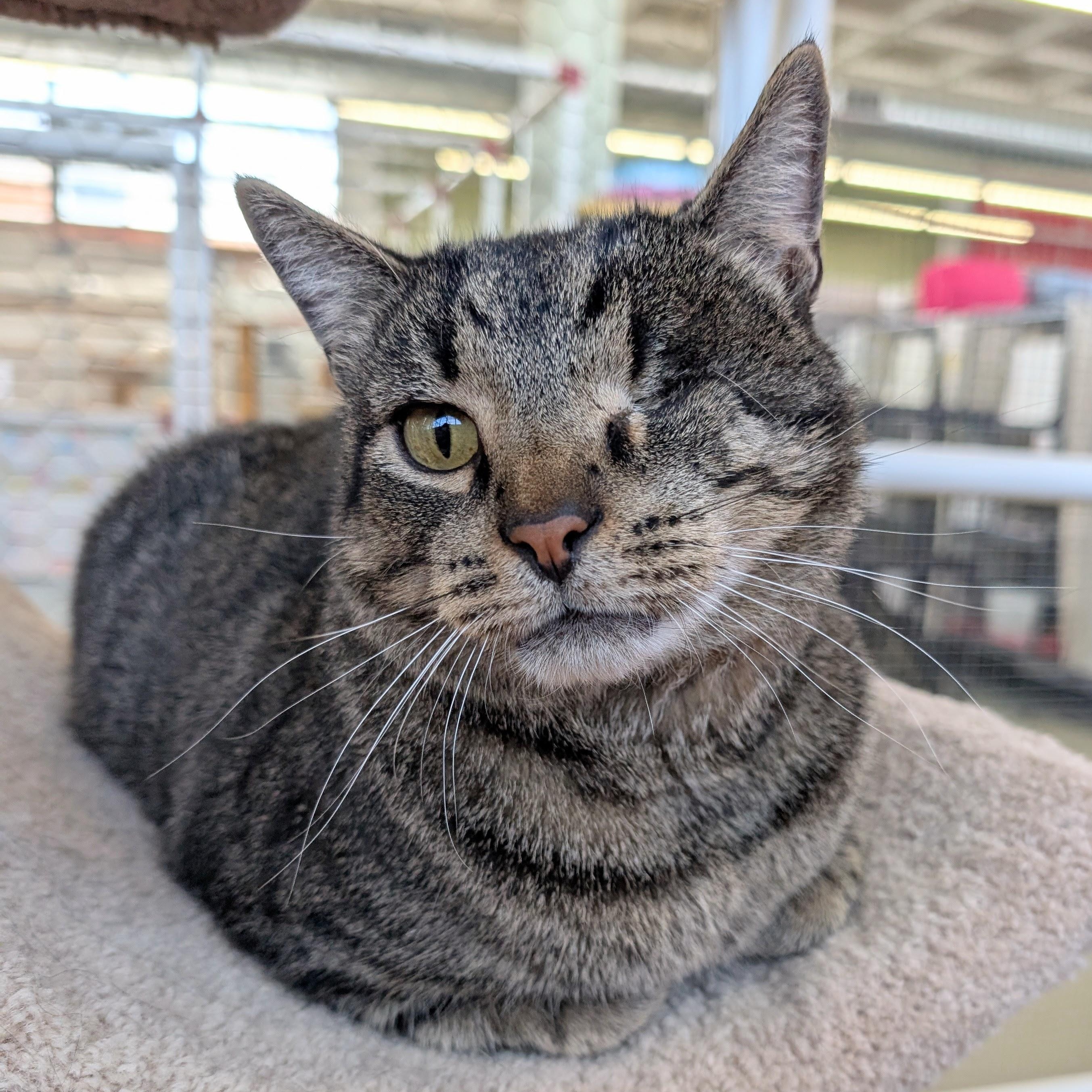 One-Eyed Jack, Adoptable, Adult Male Domestic Short Hair.