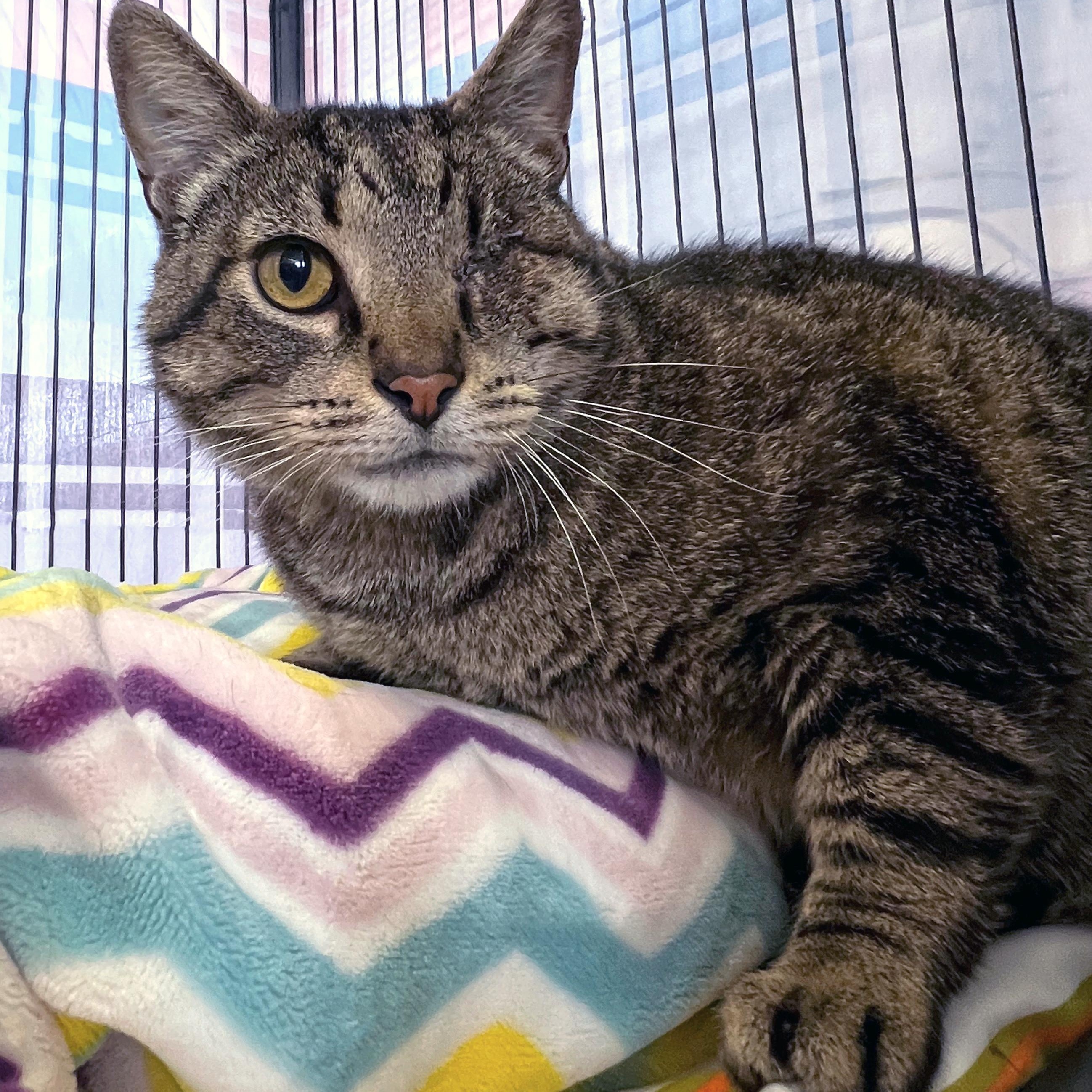 Enlarge One-Eyed Jack, a Adoptable Domestic Short Hair in St. Louis, MO image 2/5