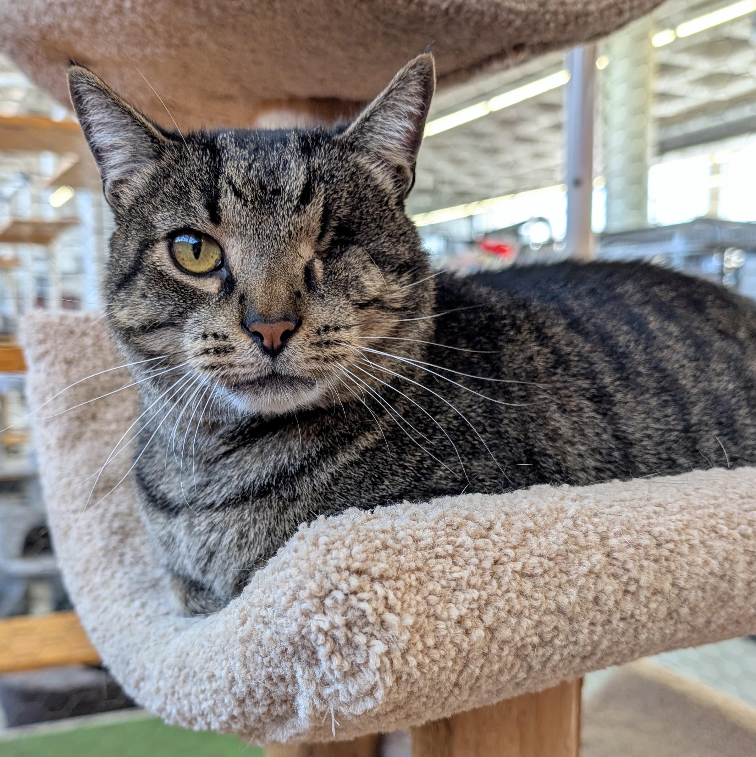 Enlarge One-Eyed Jack, a Adoptable Domestic Short Hair in St. Louis, MO image 5/5