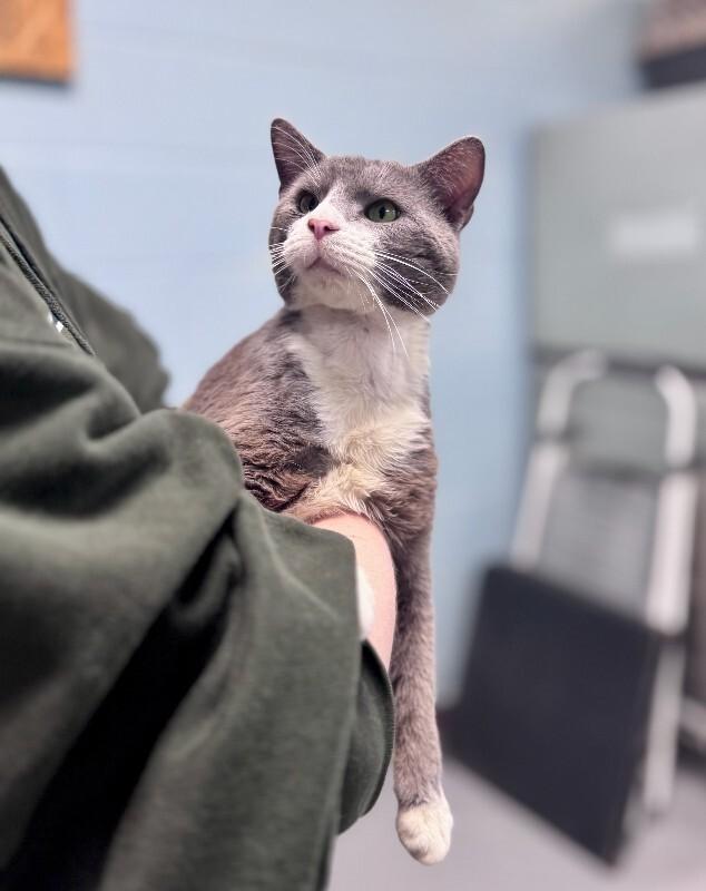 Enlarge Saint, a Adoptable Domestic Short Hair in Wooster, OH image 1/1