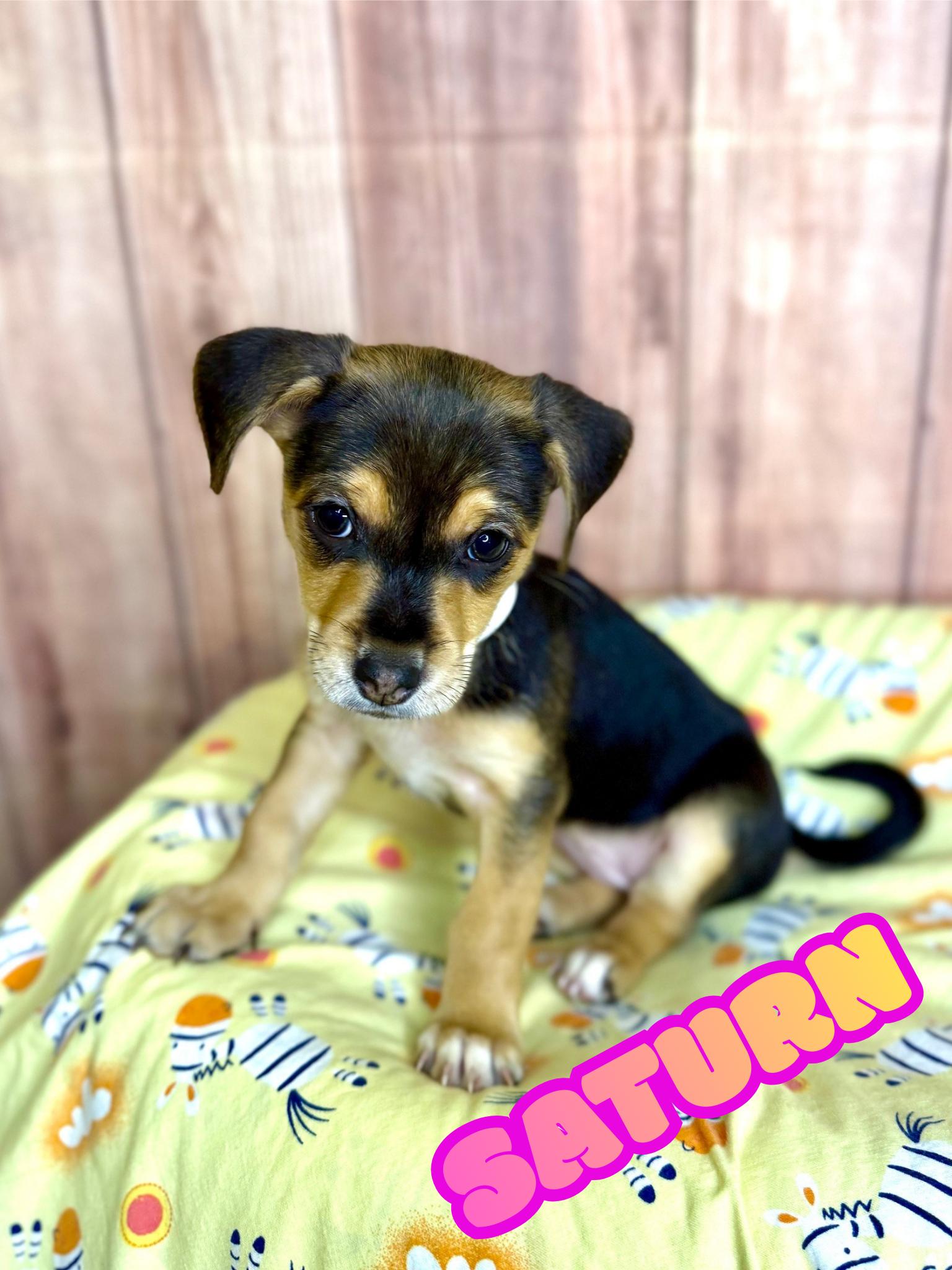 Saturn, adopted, Puppy Female Chiweenie.