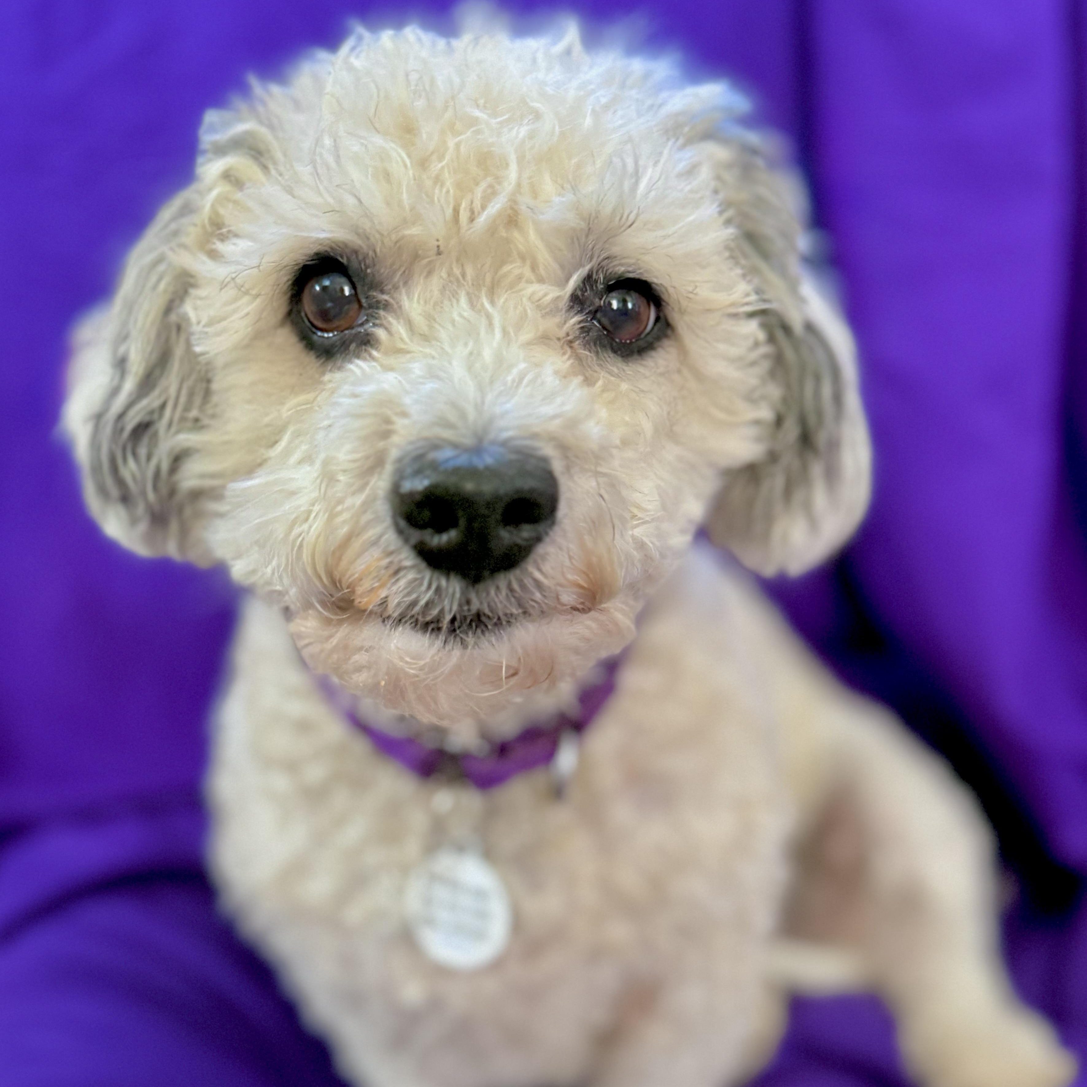 Enlarge Pebbles , a ADOPTABLE mixed breed in Santa Monica, CA image 1/6