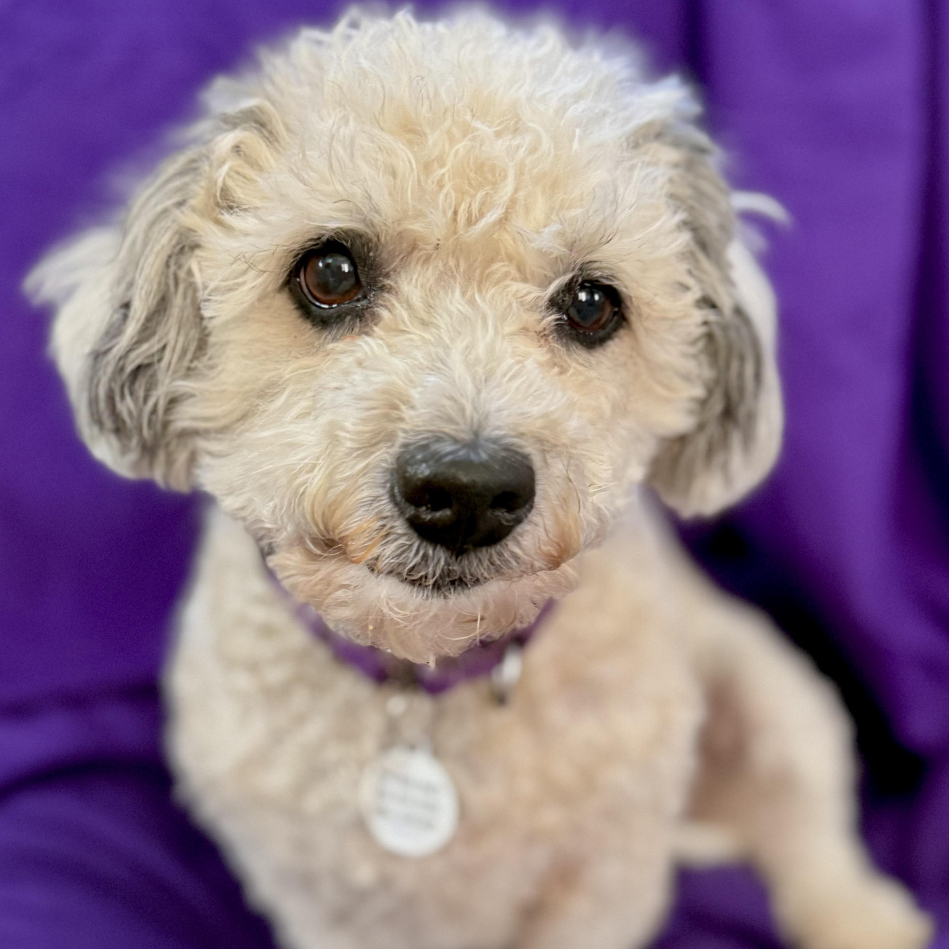 Enlarge Pebbles , a ADOPTABLE mixed breed in Santa Monica, CA image 3/6