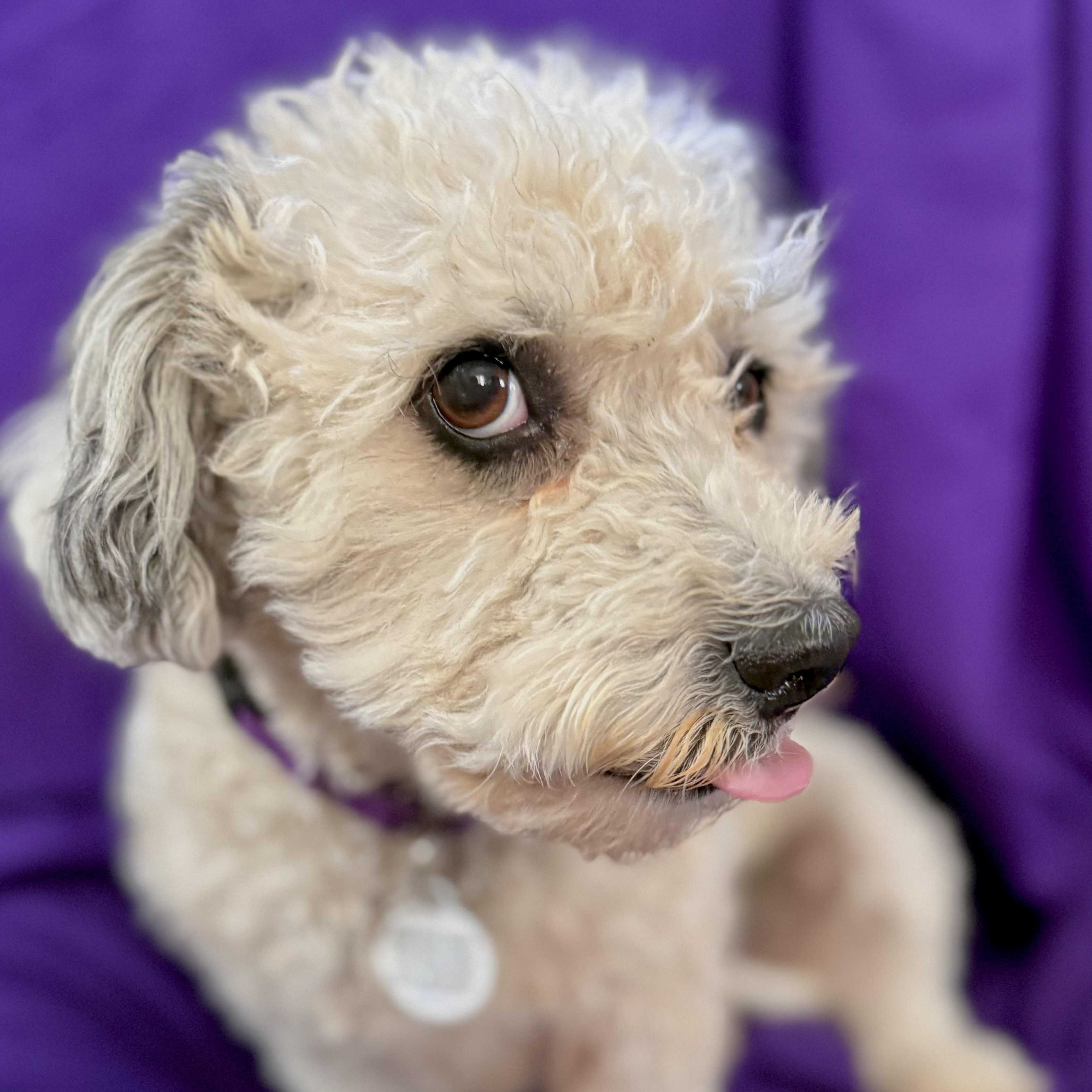 Enlarge Pebbles , a ADOPTABLE mixed breed in Santa Monica, CA image 2/6