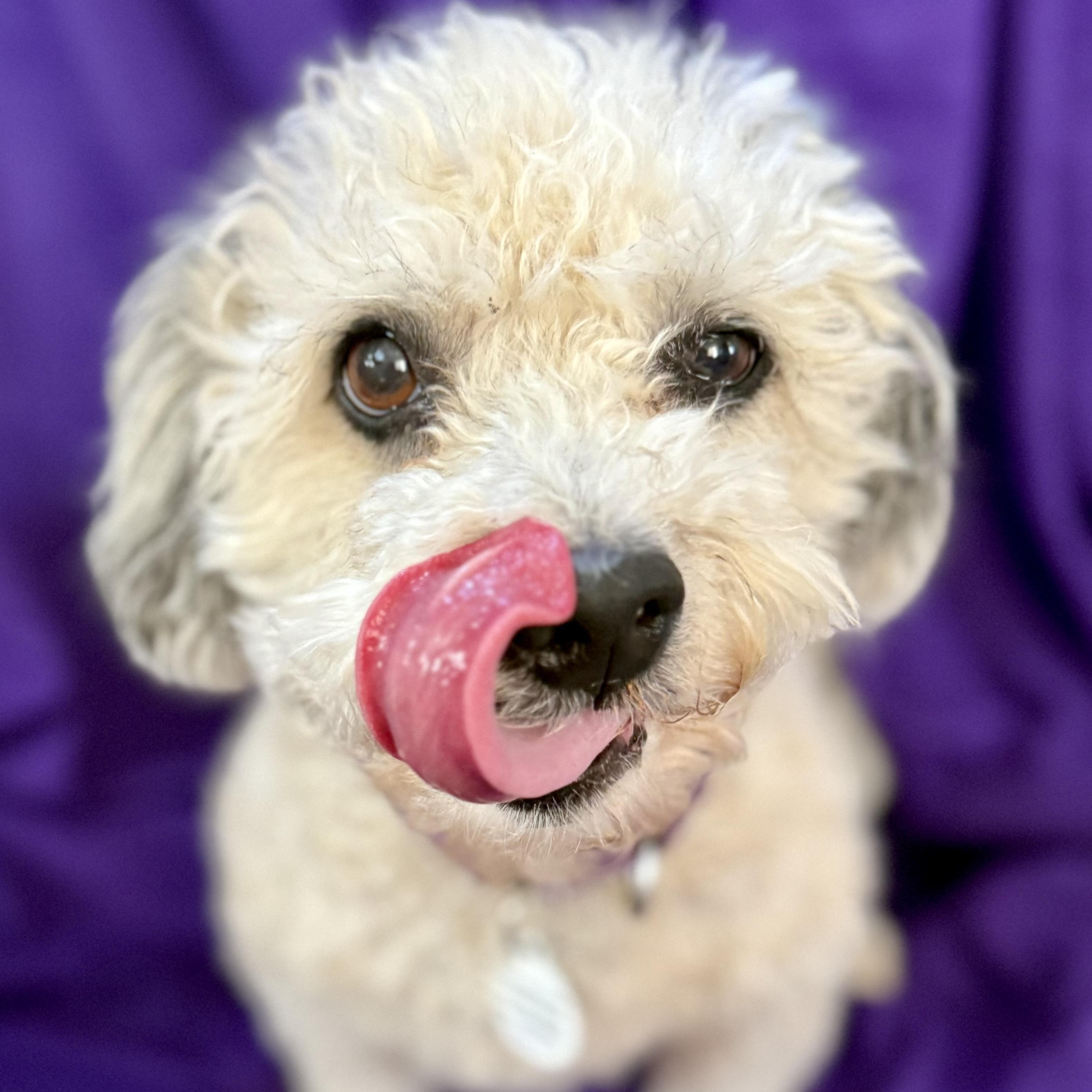 Enlarge Pebbles , a ADOPTABLE mixed breed in Santa Monica, CA image 4/6