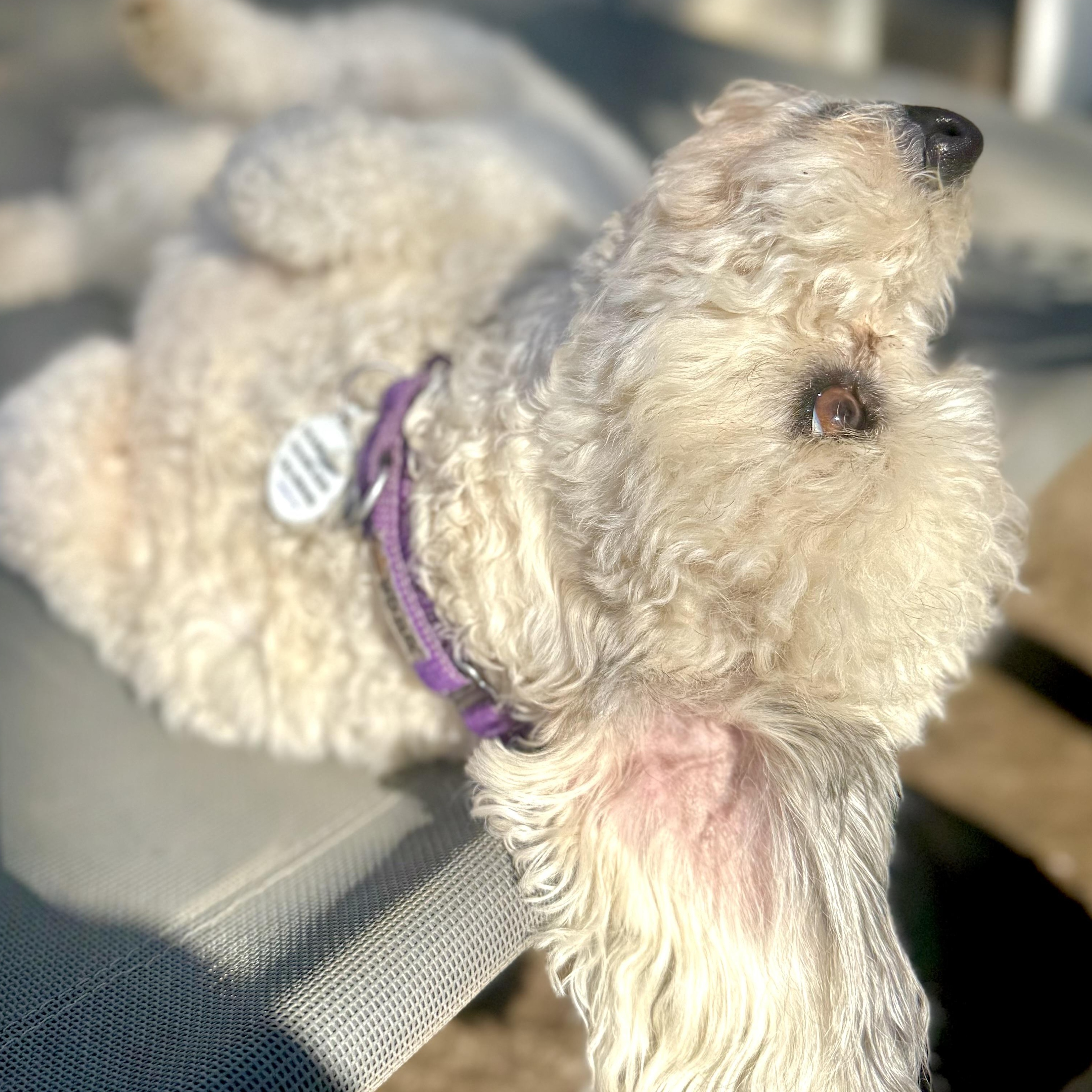 Enlarge Pebbles , a ADOPTABLE mixed breed in Santa Monica, CA image 5/6