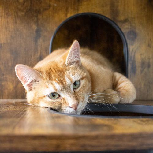 Ariana Grande, Adoptable, Young Female Domestic Short Hair.