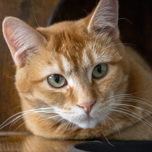 Enlarge Ariana Grande, a Adoptable Domestic Short Hair in Kenosha, WI image 2/6
