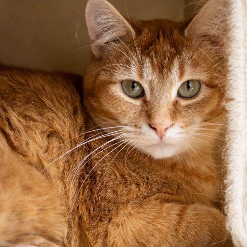 Enlarge Ariana Grande, a Adoptable Domestic Short Hair in Kenosha, WI image 3/6