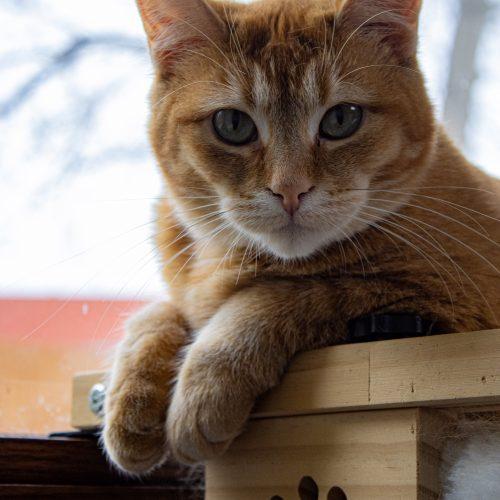 Enlarge Ariana Grande, a Adoptable Domestic Short Hair in Kenosha, WI image 4/6