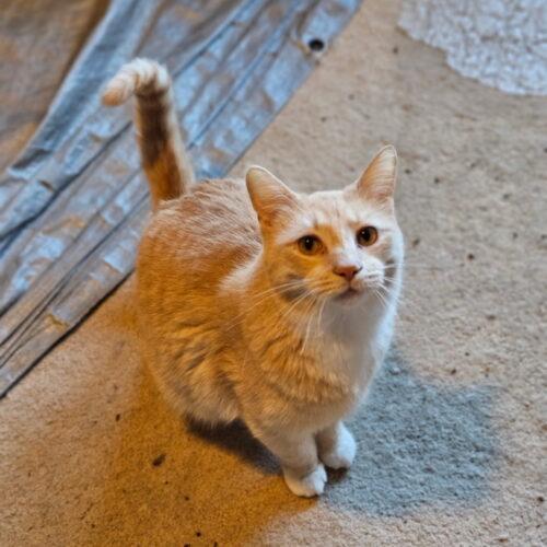 Enlarge Ariana Grande, a Adoptable Domestic Short Hair in Kenosha, WI image 2/2