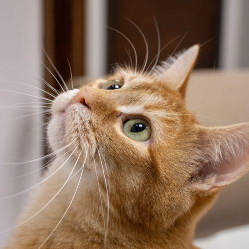 Enlarge Ariana Grande, a Adoptable Domestic Short Hair in Kenosha, WI image 5/6