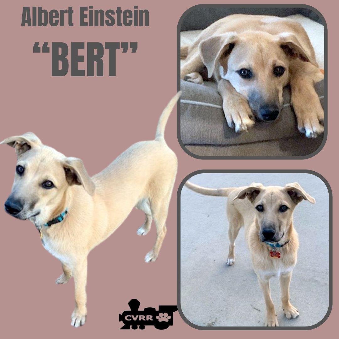 Enlarge Bert, a Adoptable mixed breed in LINDSAY, CA image 1/3