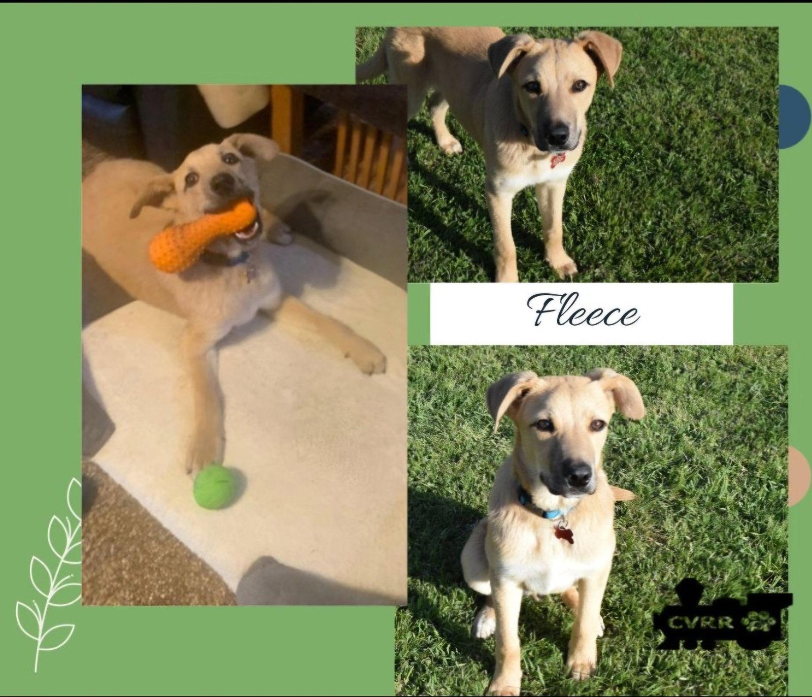 Fleece, Adoptable, Young Male Australian Shepherd & Shepherd.