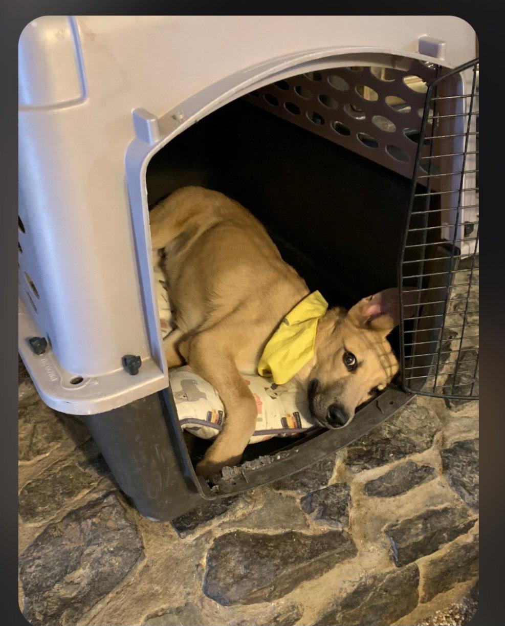 Enlarge Fleece, a Adoptable mixed breed in LINDSAY, CA image 2/3