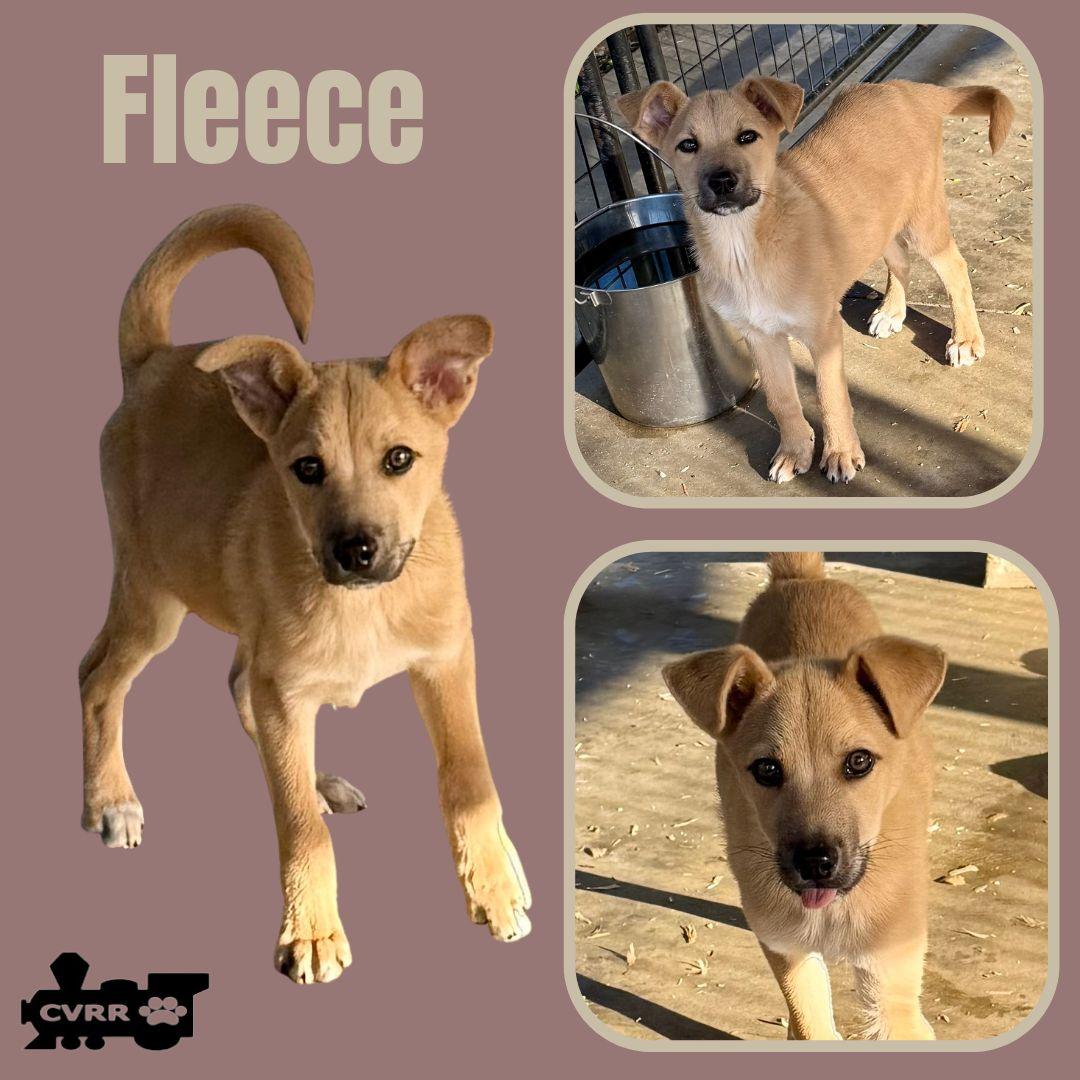Fleece (Puppy), Adoptable, Puppy Male Australian Shepherd & Shepherd.