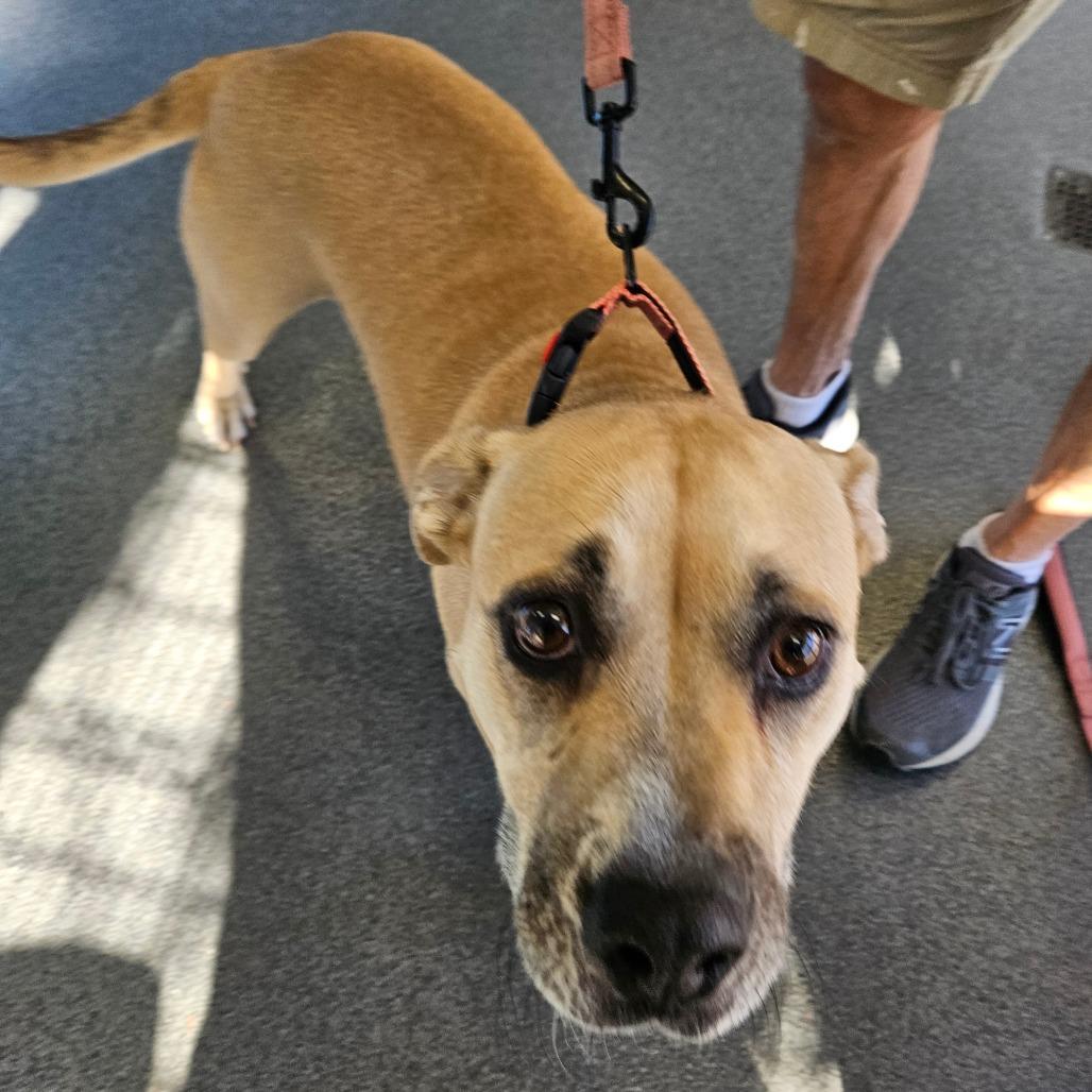 Mama, Adoptable, Adult Female Terrier.