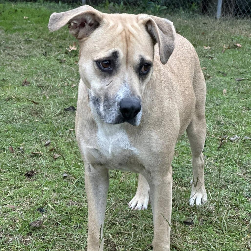 Mama, a Adoptable Terrier in Montgomery, AL image 2/4