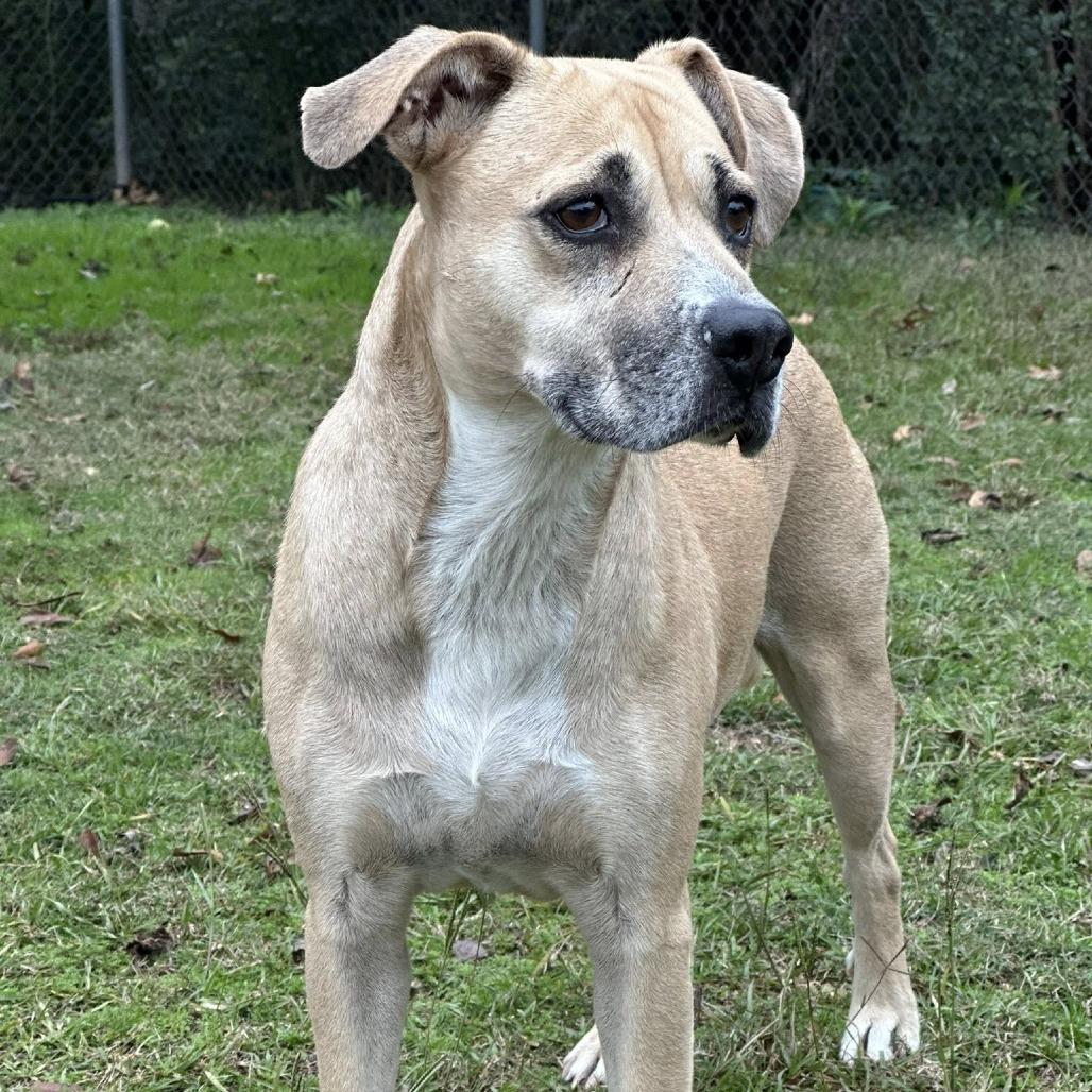Mama, a Adoptable Terrier in Montgomery, AL image 3/4