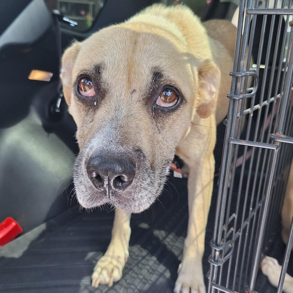 Mama, a Adoptable Terrier in Montgomery, AL image 4/4