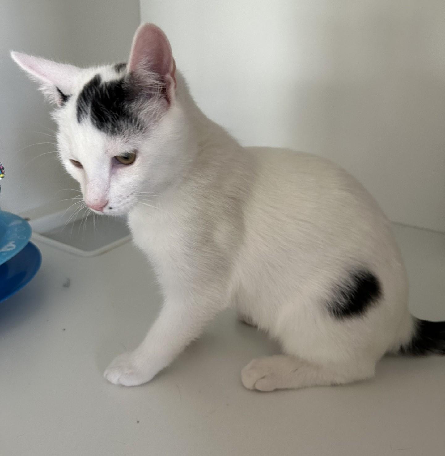 Xena, a Adoptable Domestic Short Hair in Floyd, VA image 2/6