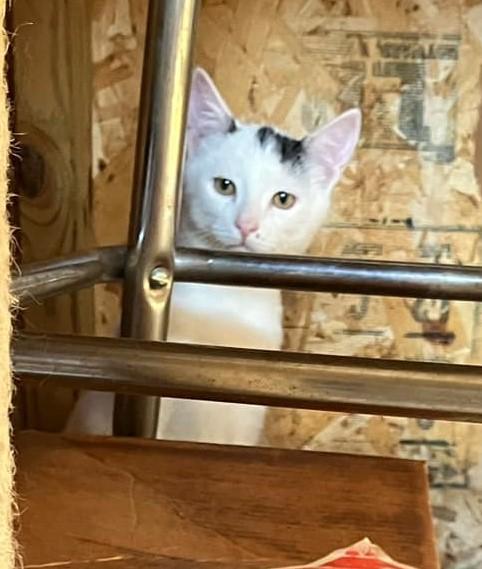 Xena, a Adoptable Domestic Short Hair in Floyd, VA image 4/6