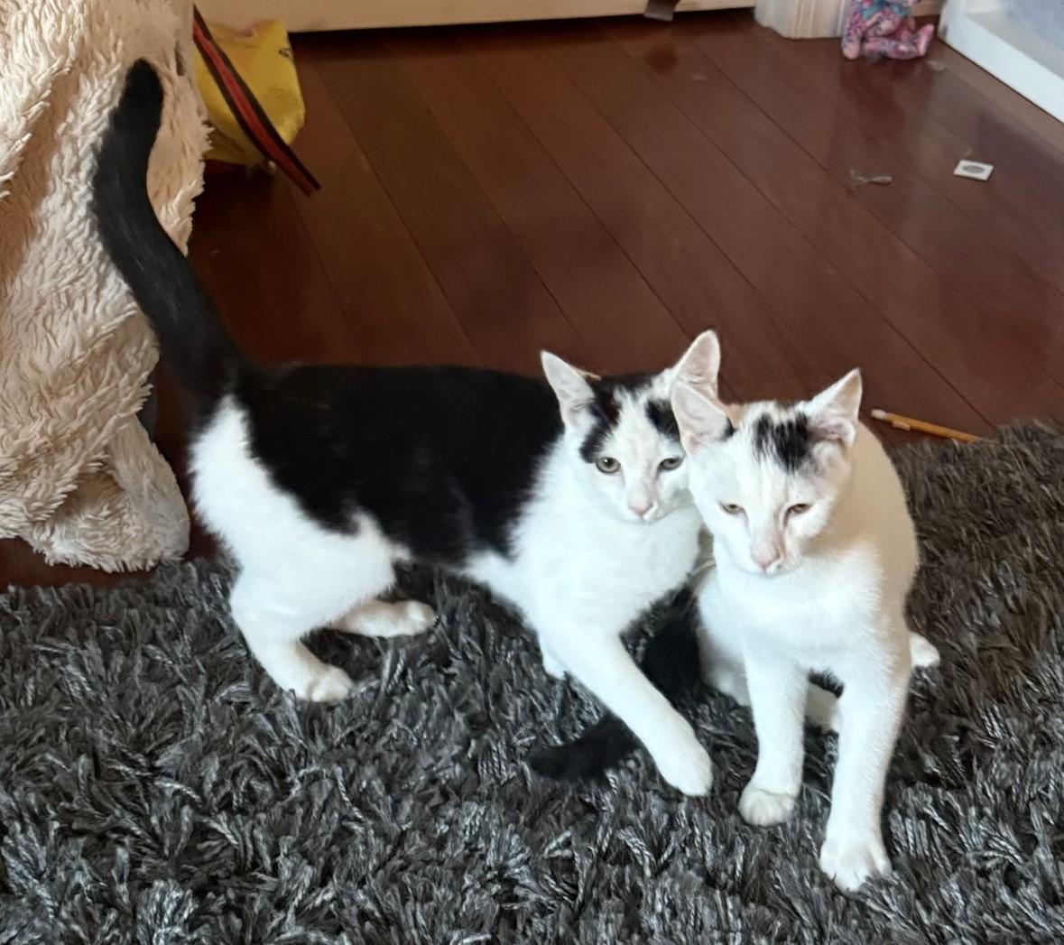 Xena, a Adoptable Domestic Short Hair in Floyd, VA image 3/6