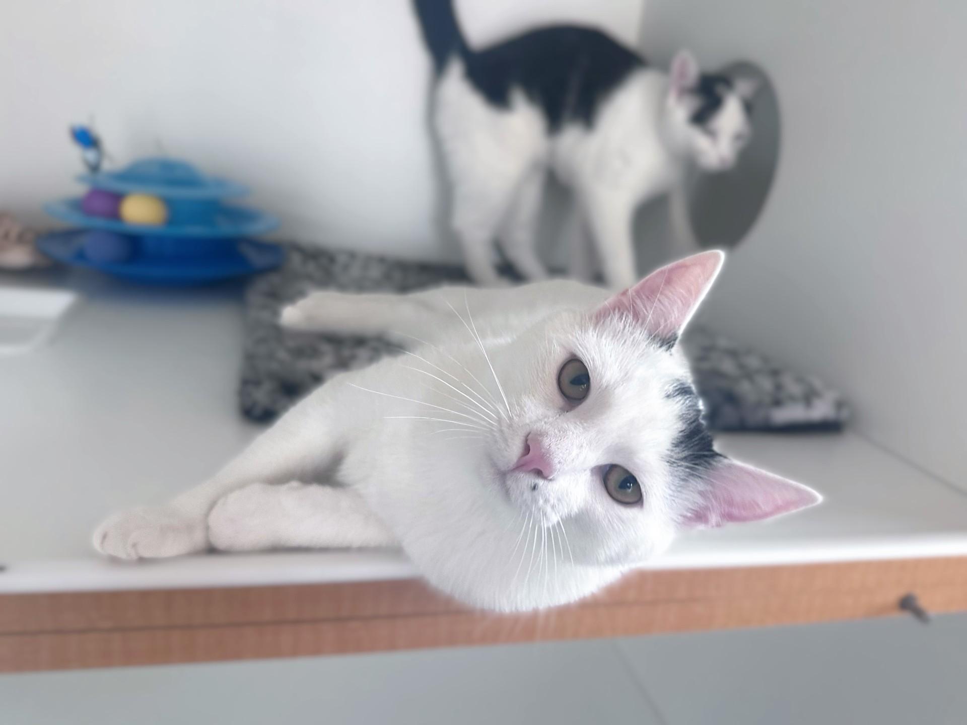 Xena, a Adoptable Domestic Short Hair in Floyd, VA image 5/6