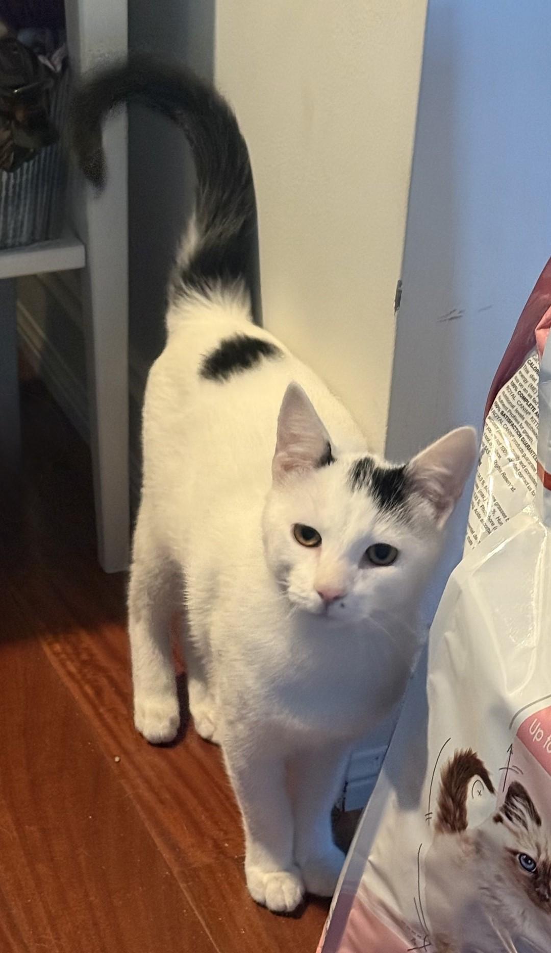 Xena, a Adoptable Domestic Short Hair in Floyd, VA image 6/6