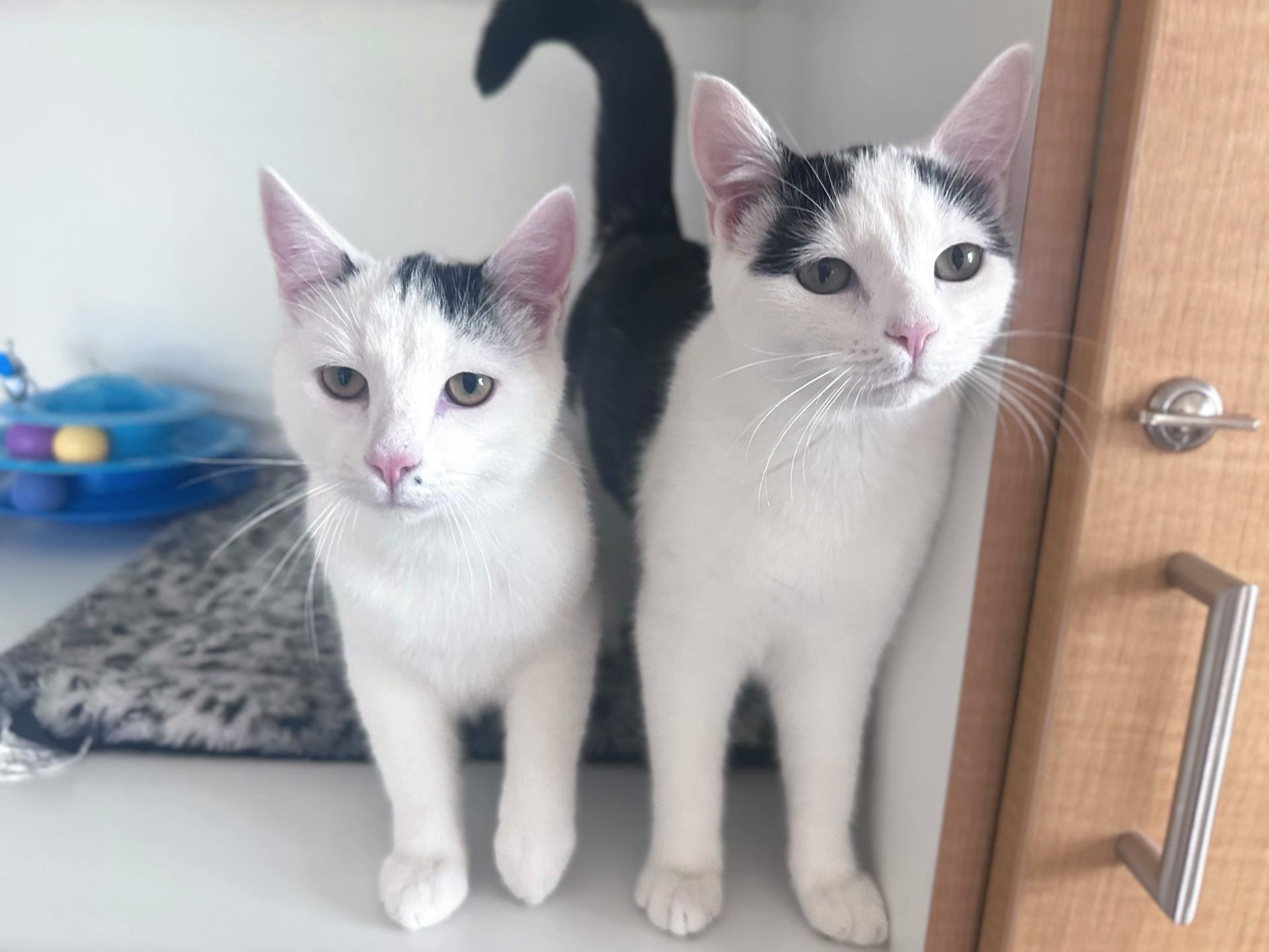 Xena, Adoptable, Kitten Female Domestic Short Hair.