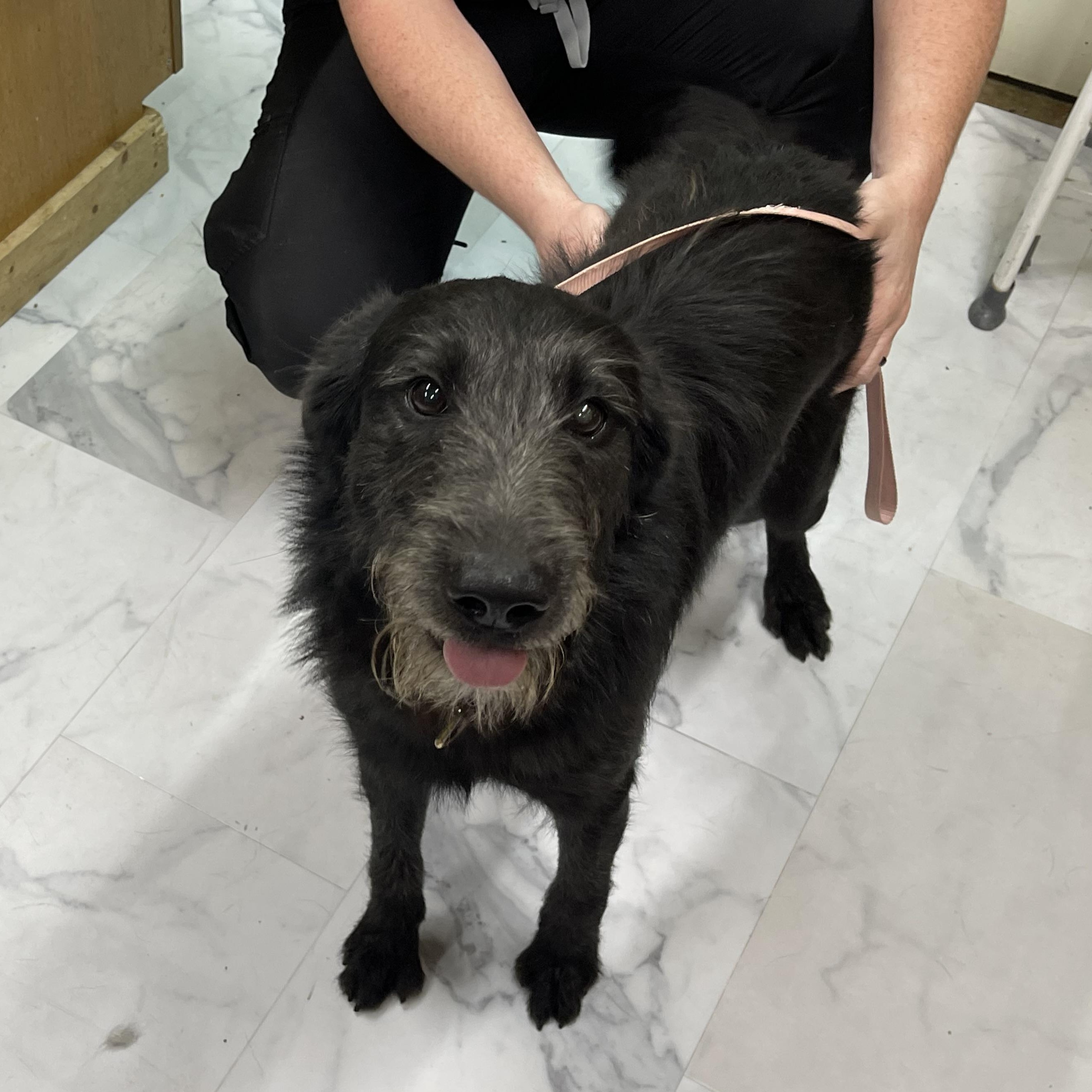 Kane, a Adoptable mixed breed in Columbia, KY image 3/6