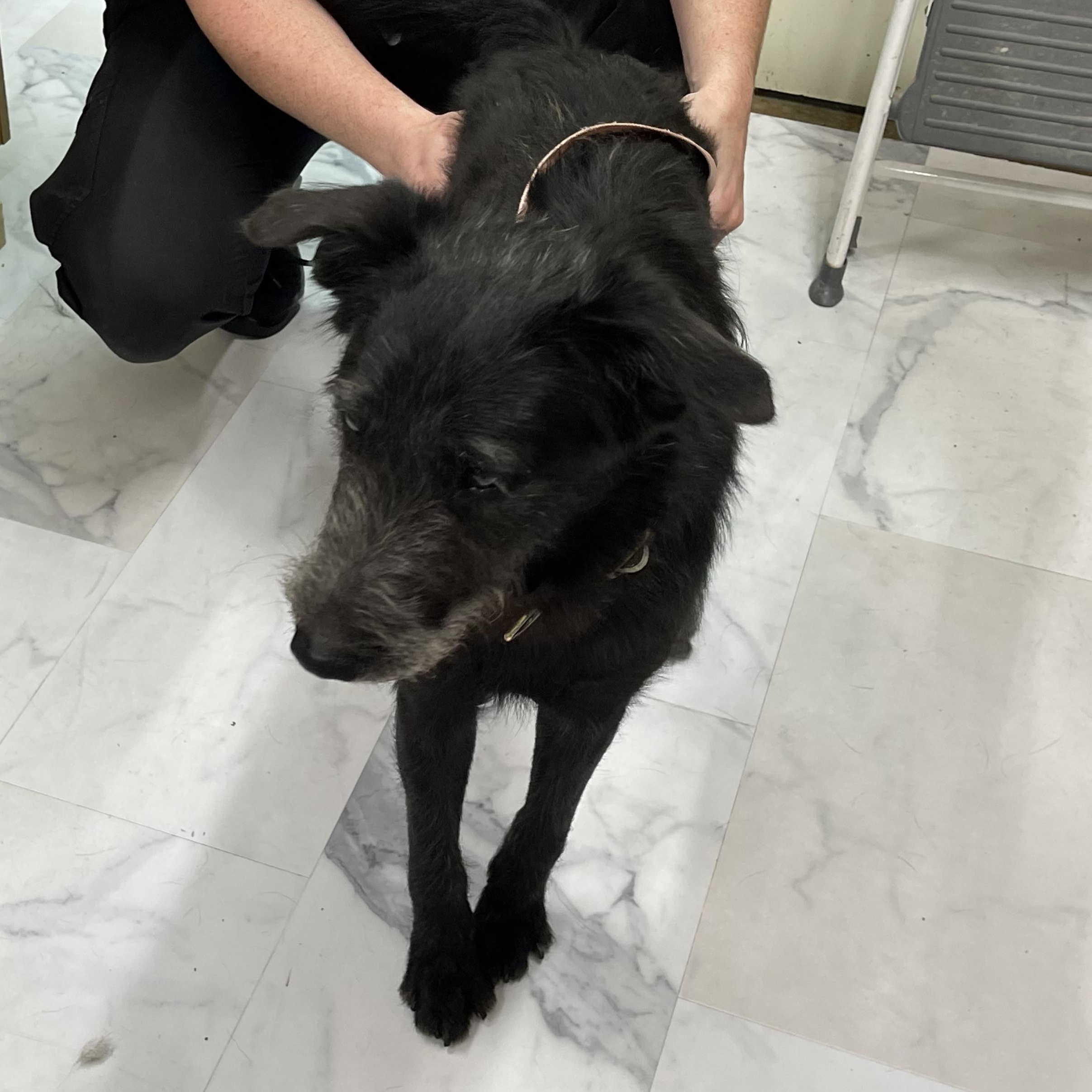 Kane, Adoptable, Adult Male Norwegian Elkhound.