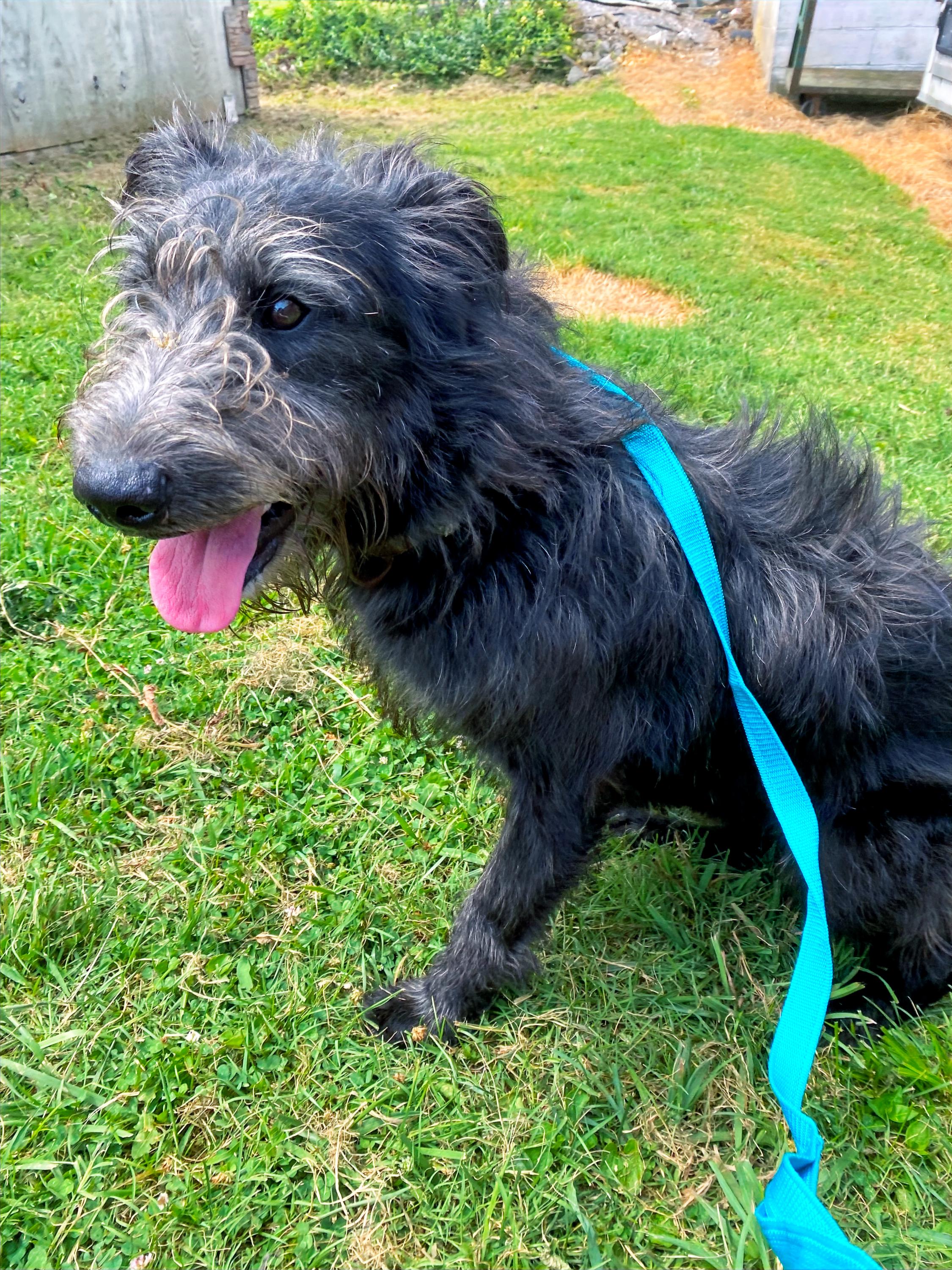 Kane, a Adoptable mixed breed in Columbia, KY image 6/6