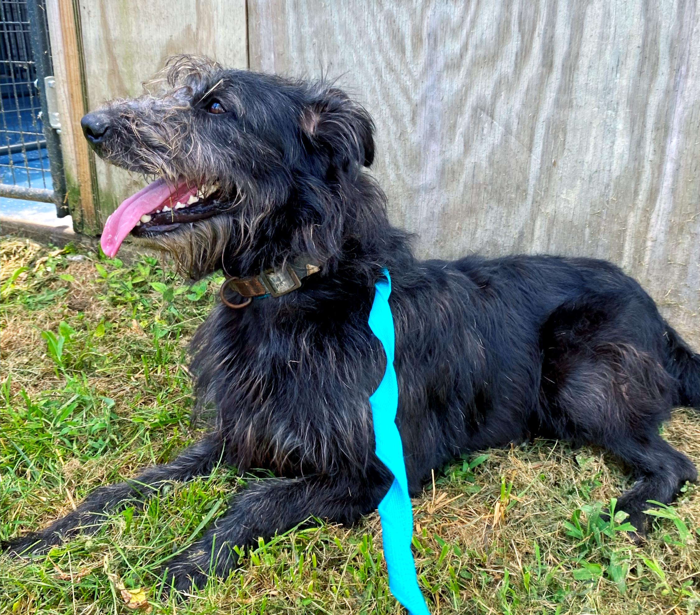 Kane, a Adoptable mixed breed in Columbia, KY image 1/6