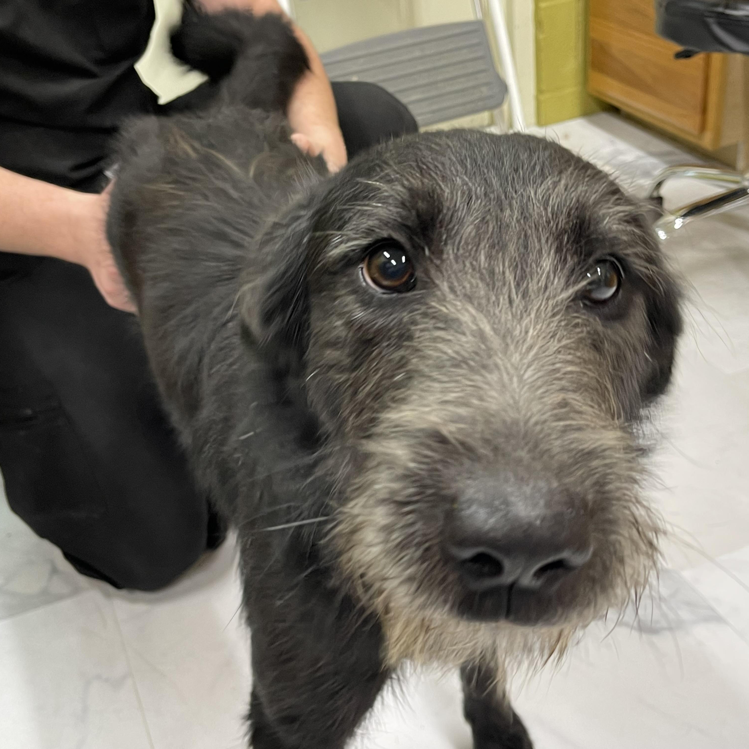 Kane, a Adoptable mixed breed in Columbia, KY image 5/6