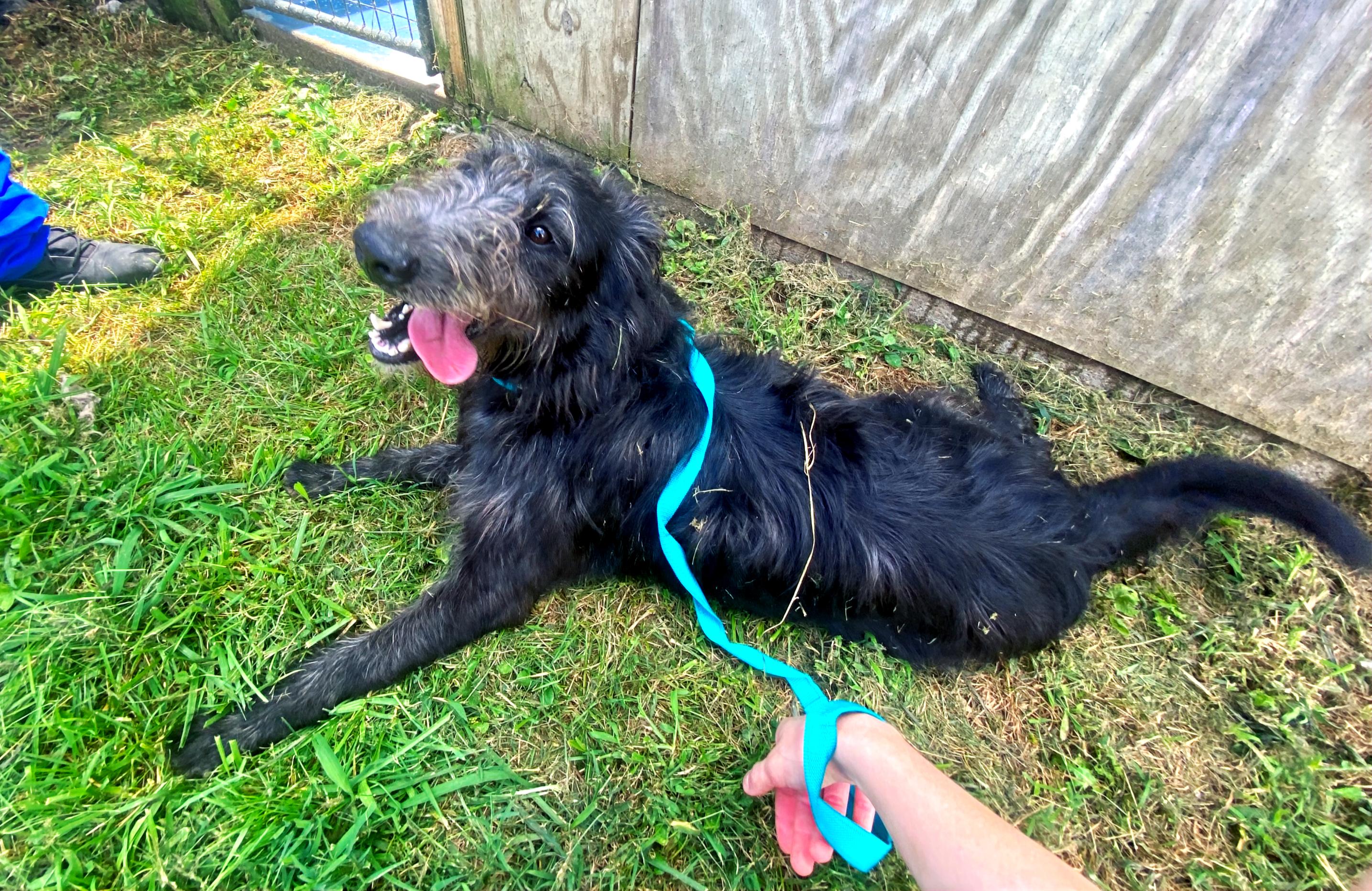 Kane, a Adoptable mixed breed in Columbia, KY image 2/6