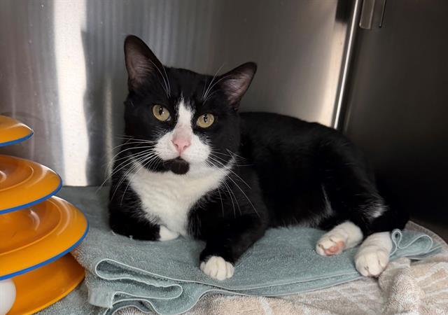 DUNCAN, Adoptable, Adult Male Domestic Short Hair.