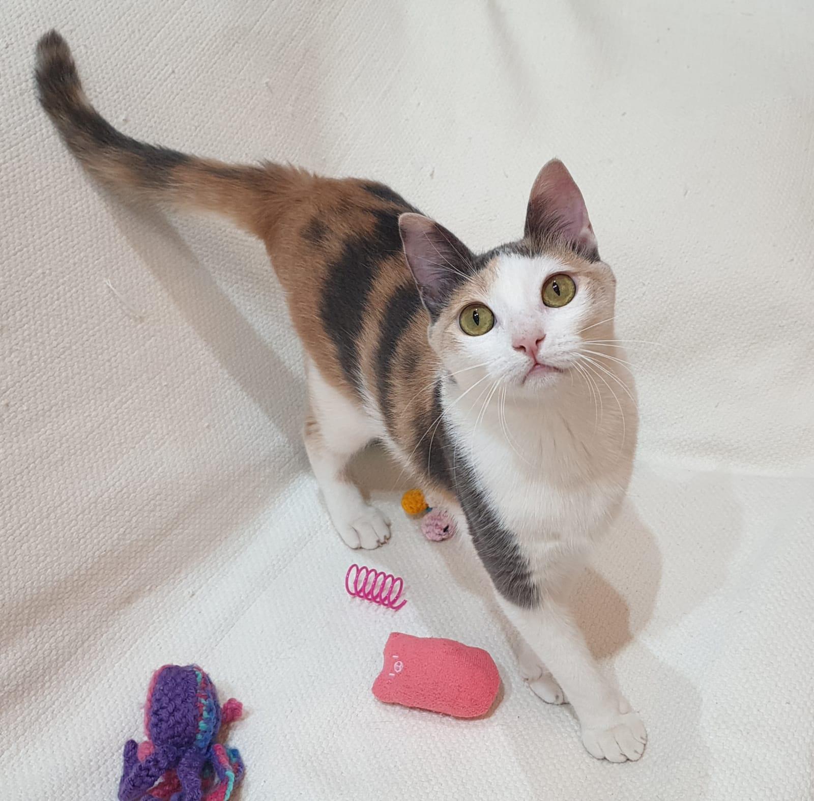 Enlarge Alma - Kitten - Energetic cuddlebug - READ FULL BIO, a Adoptable mixed breed in North York, ON image 2/5