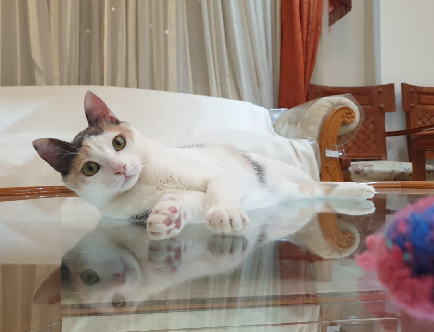 Enlarge Alma - Kitten - Energetic cuddlebug - READ FULL BIO, a Adoptable mixed breed in North York, ON image 4/5