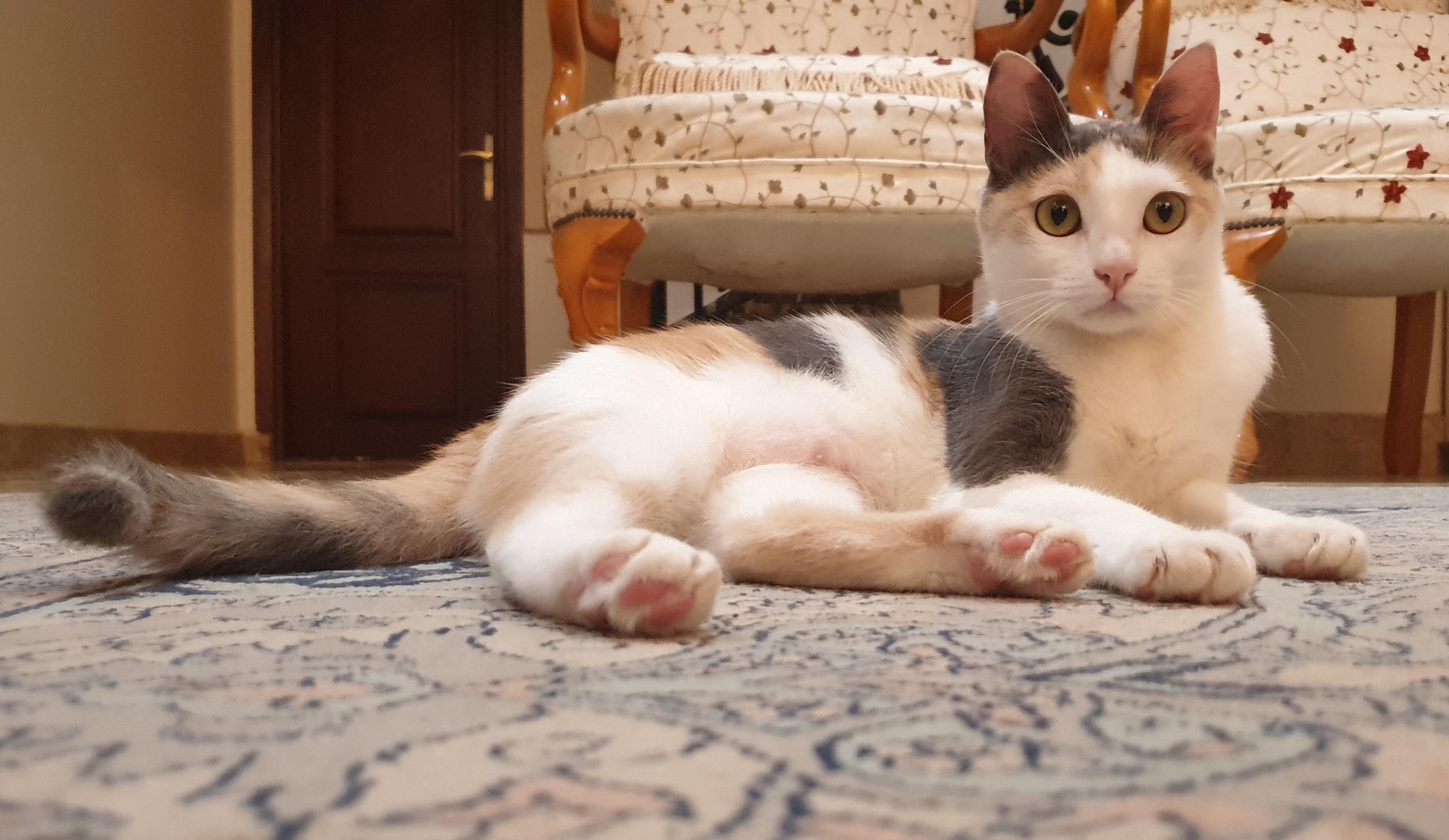 Enlarge Alma - Kitten - Energetic cuddlebug - READ FULL BIO, a Adoptable mixed breed in North York, ON image 5/5
