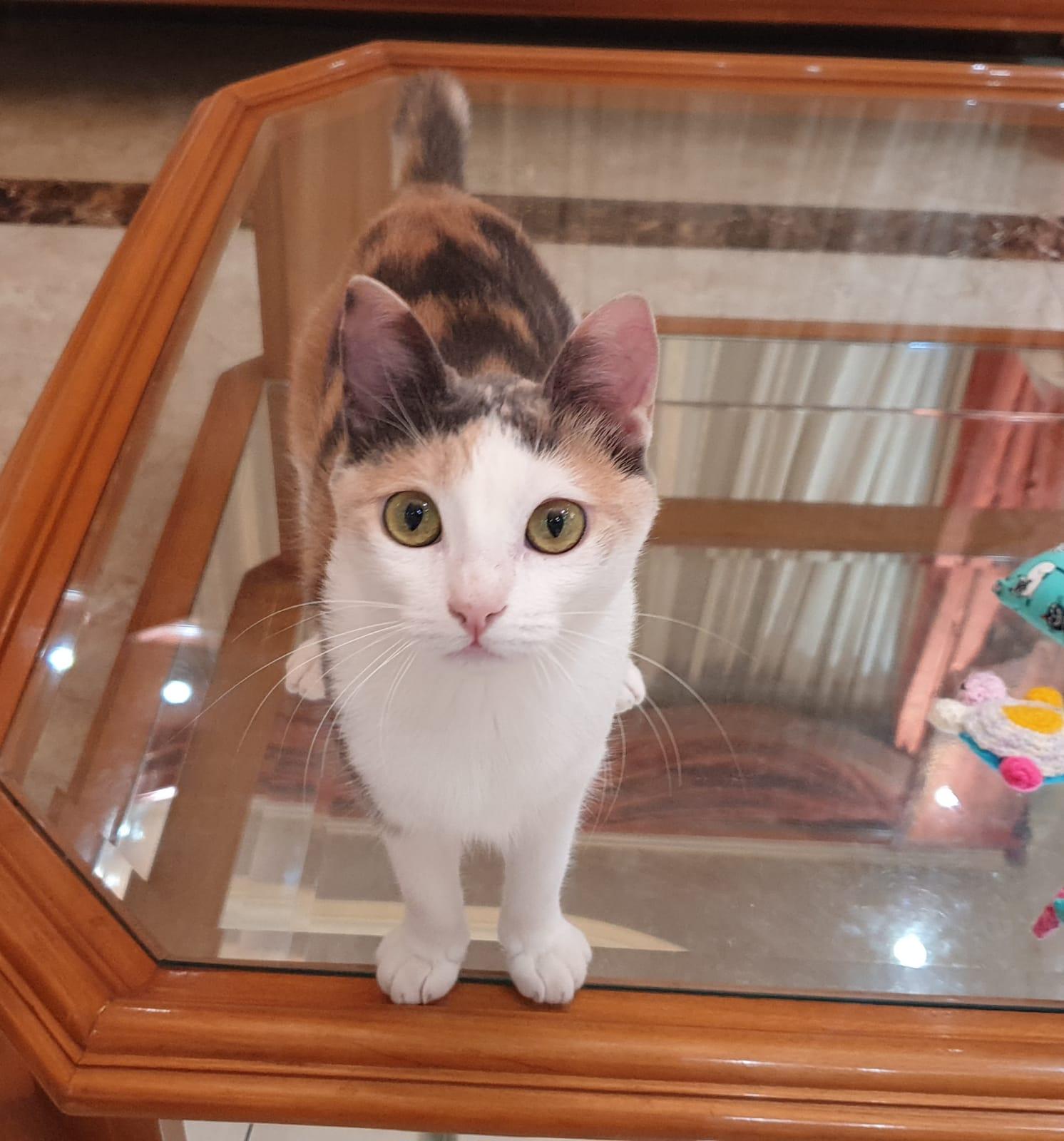 Alma - Kitten - Energetic cuddlebug - READ FULL BIO, Adoptable, Kitten Female Domestic Short Hair.