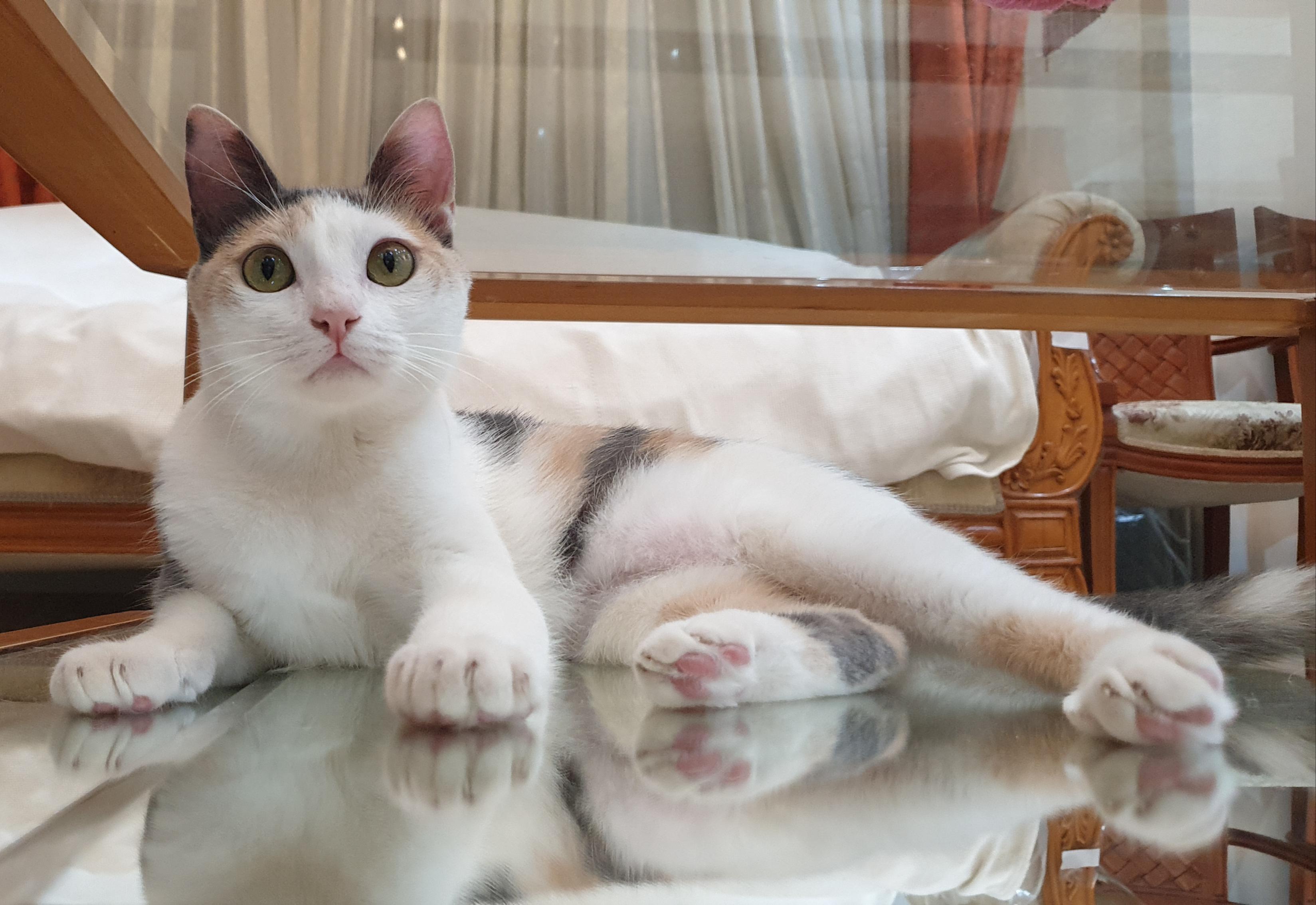 Enlarge Alma - Kitten - Energetic cuddlebug - READ FULL BIO, a Adoptable mixed breed in North York, ON image 3/5