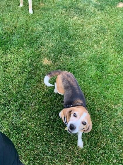 Enlarge Marble Rye, a ADOPTABLE Beagle in Downers Grove, IL image 3/3