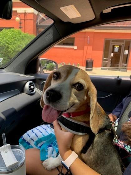 Enlarge Marble Rye, a ADOPTABLE Beagle in Downers Grove, IL image 1/3
