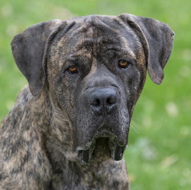 George, Adult Male Mastiff