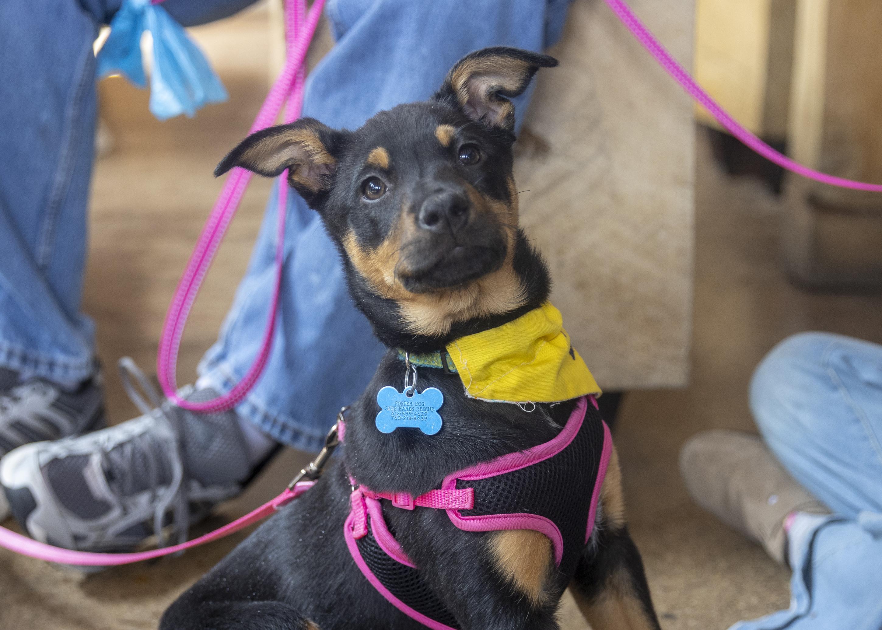 Zoa, ADOPTABLE, Puppy Female Shepherd.