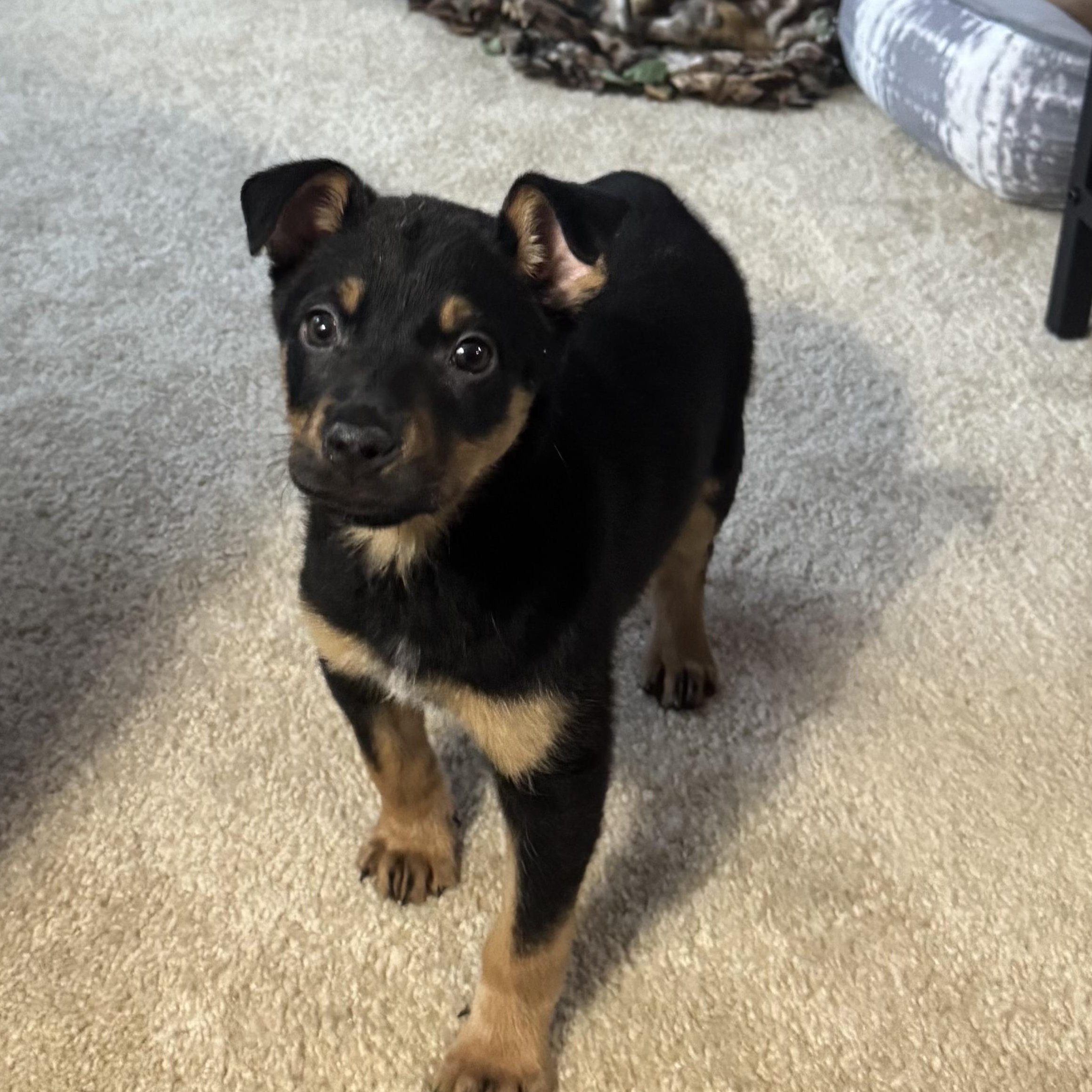 Enlarge Zoa, a ADOPTABLE mixed breed in Minneapolis, MN image 1/5