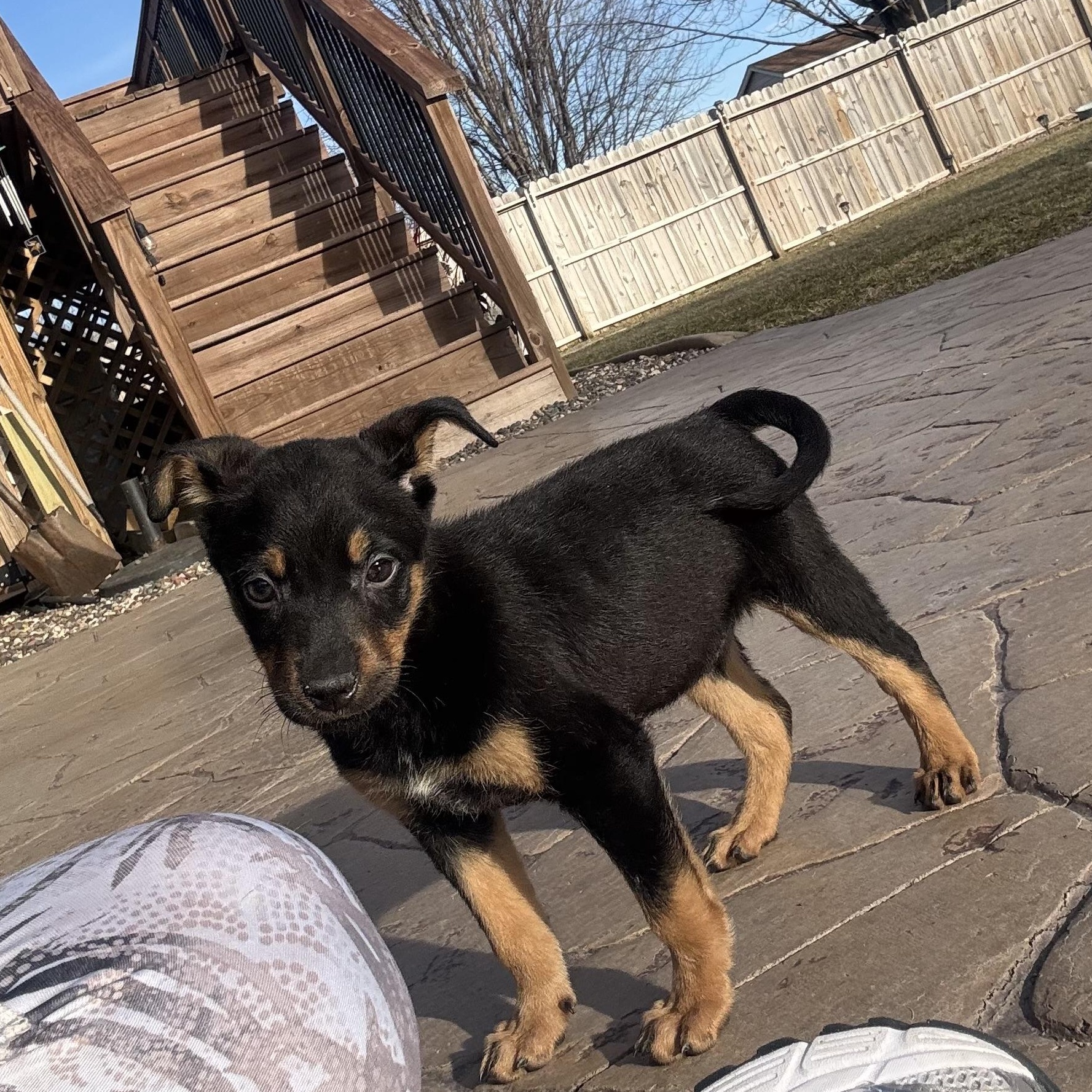 Enlarge Zoa, a ADOPTABLE mixed breed in Minneapolis, MN image 4/5