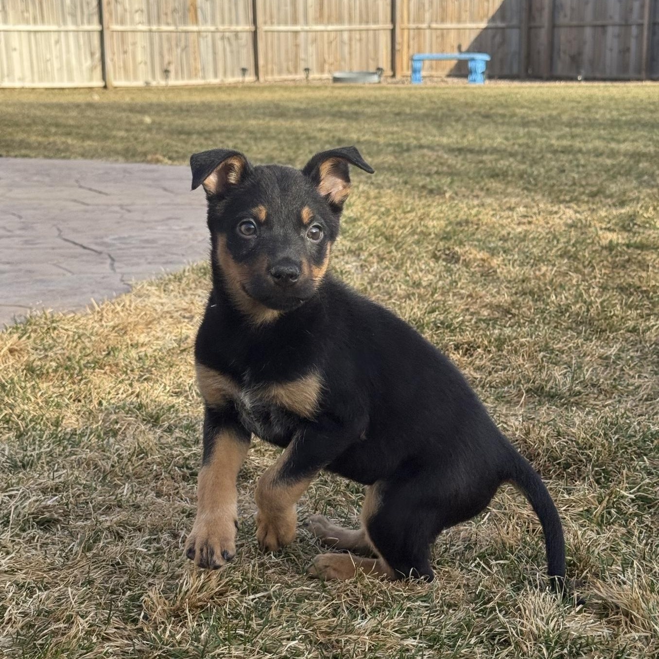 Enlarge Zoa, a ADOPTABLE mixed breed in Minneapolis, MN image 2/5
